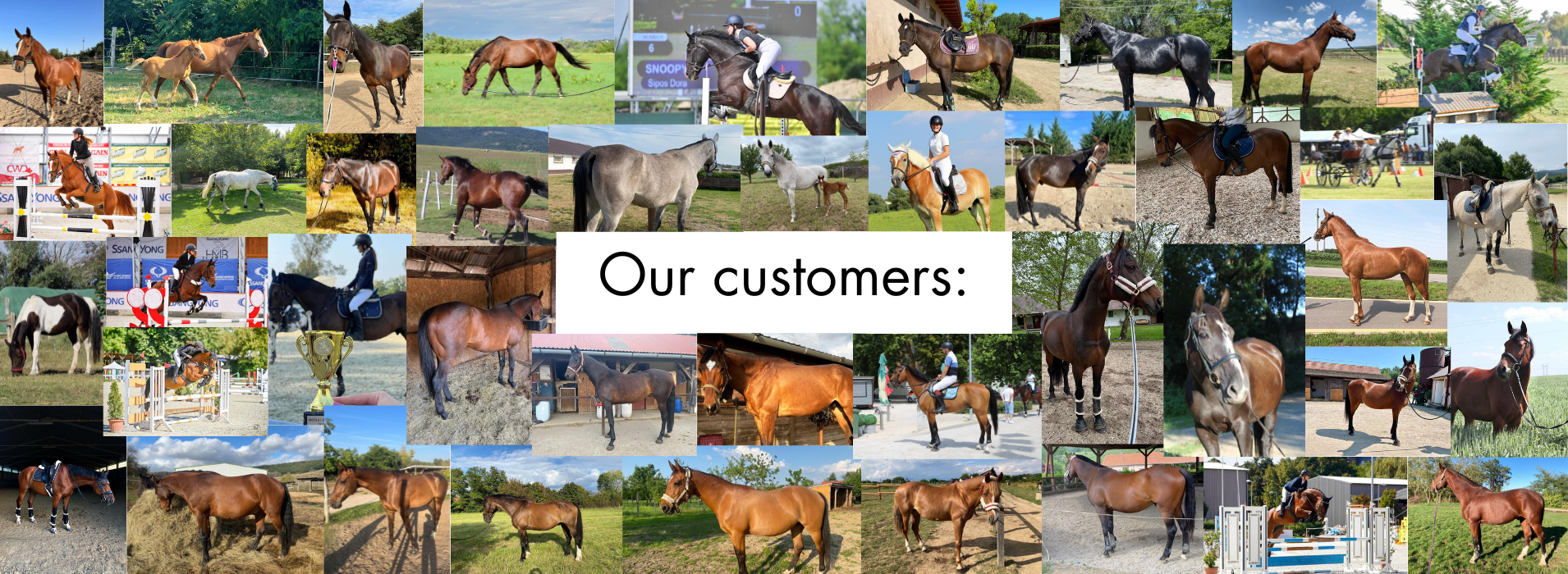 Meglio Horse - Horse feeds and natural supplements for horses