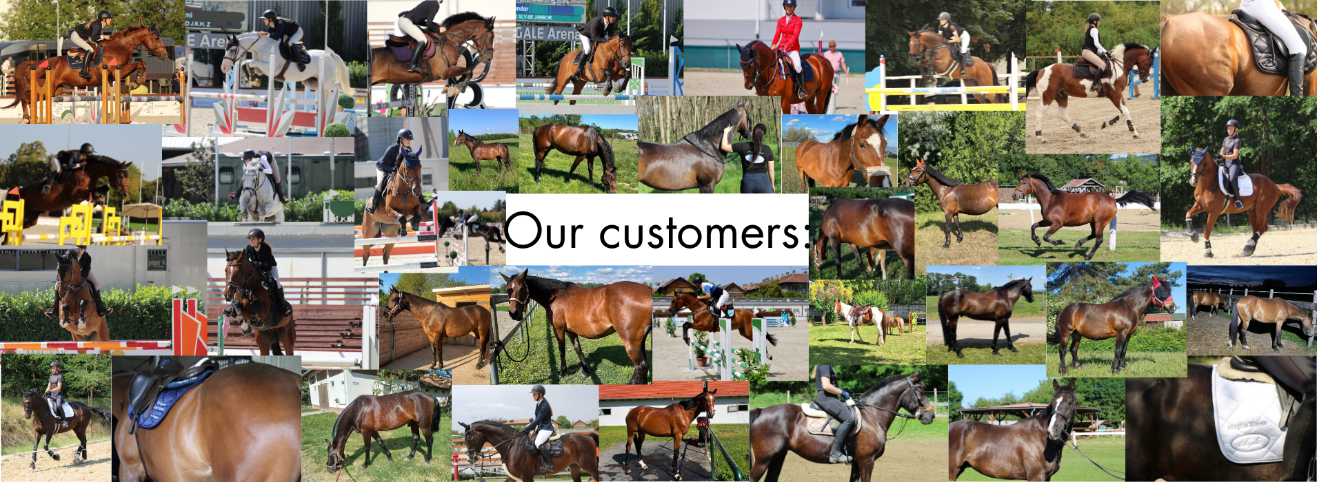 Meglio Horse - Horse feeds and natural supplements for horses