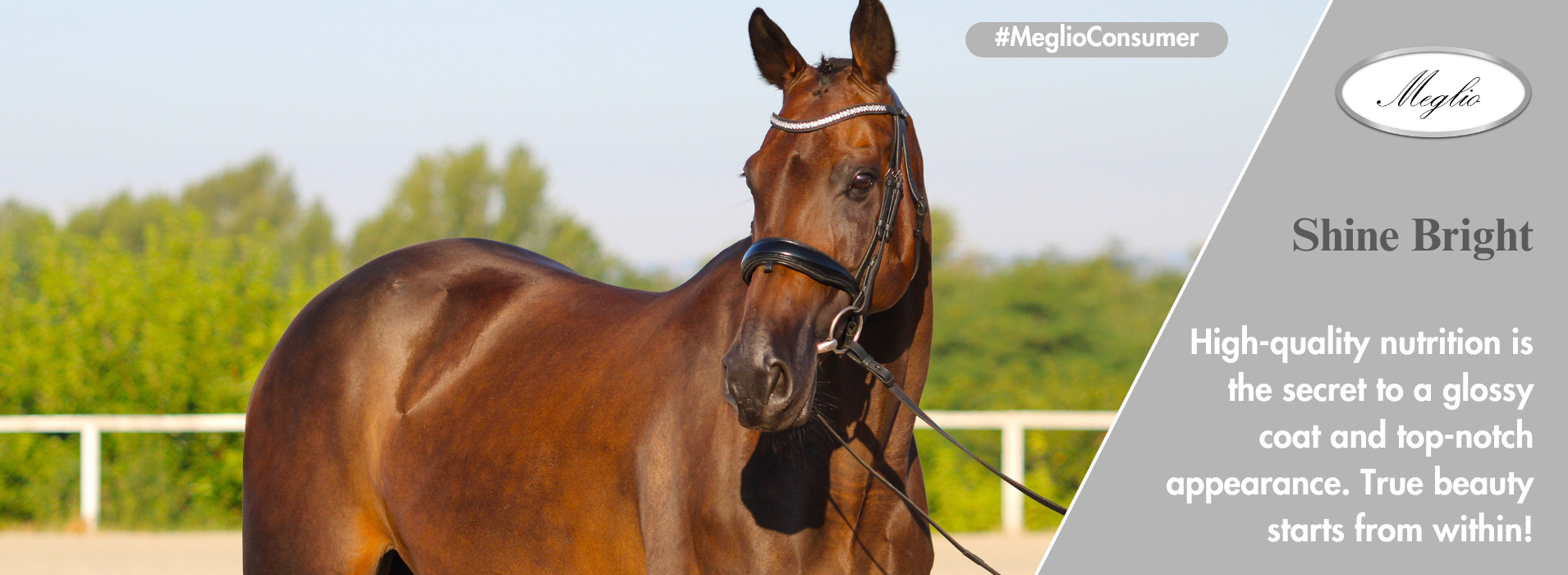 Meglio Horse - Horse feeds and natural supplements for horses