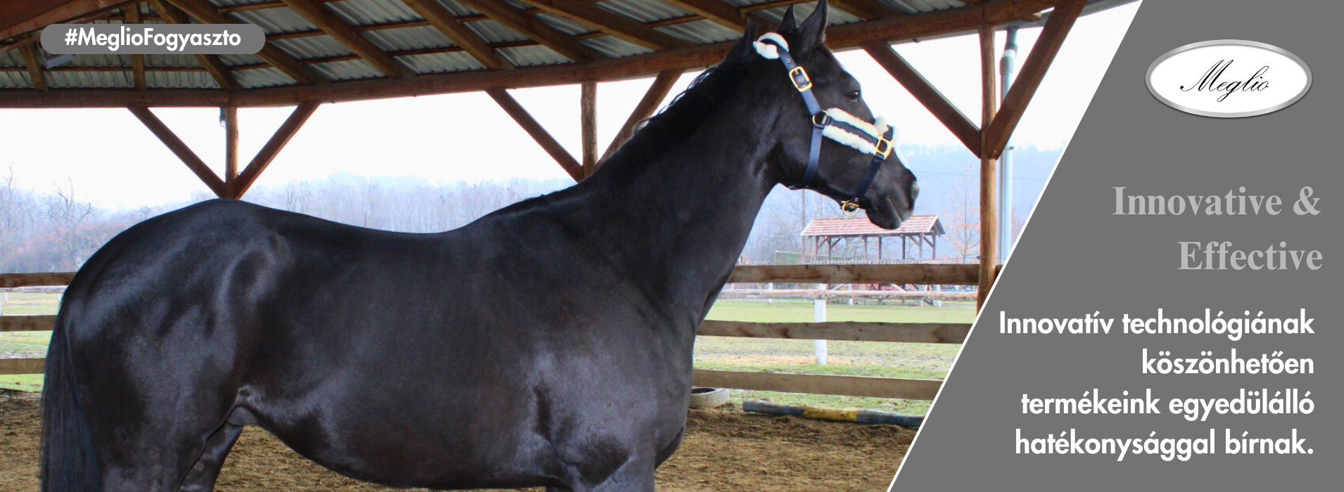 Meglio Horse - Lótápok és étrendkiegészítők természetesen