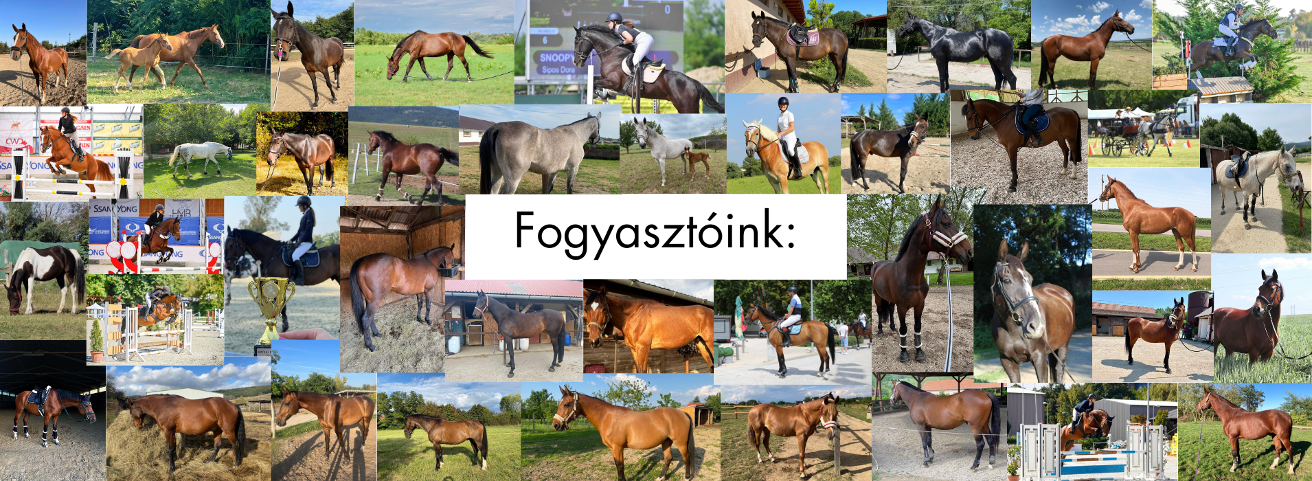 Meglio Horse - Lótápok és étrendkiegészítők természetesen