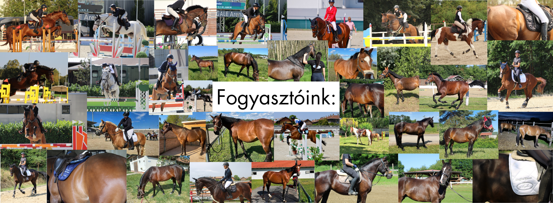 Meglio Horse - Lótápok és étrendkiegészítők természetesen