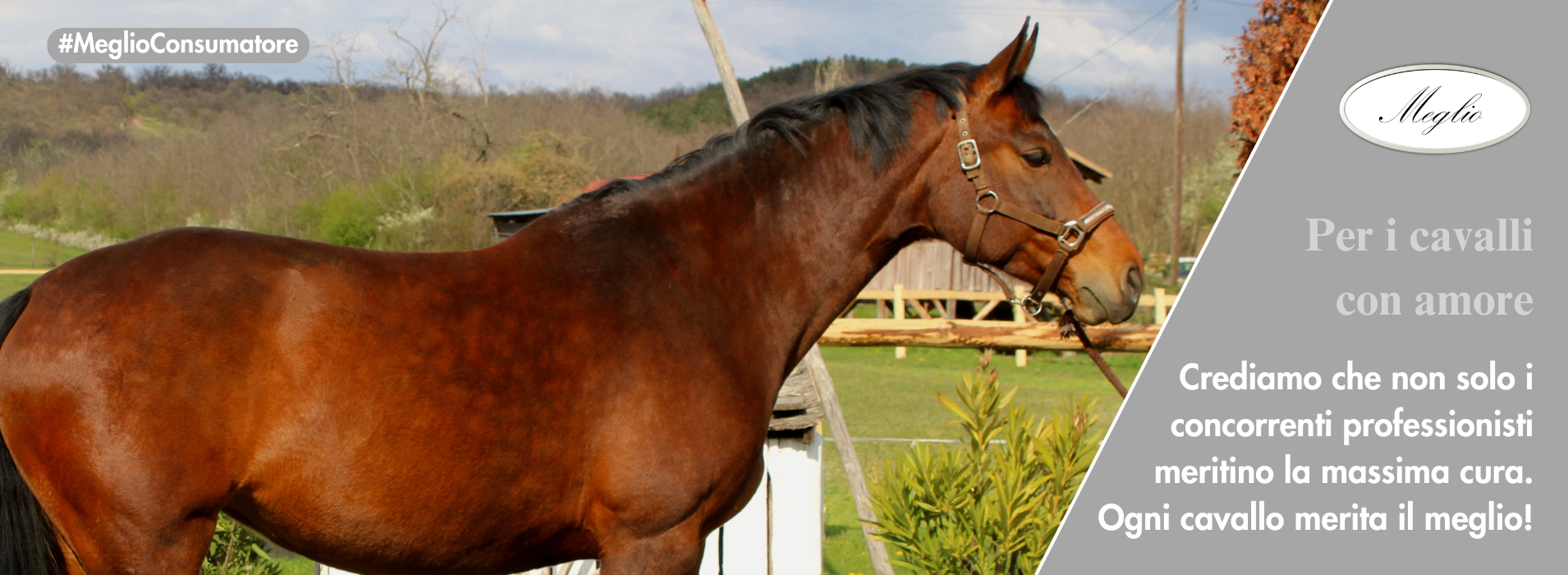 Meglio Horse - Lótápok és étrendkiegészítők természetesen