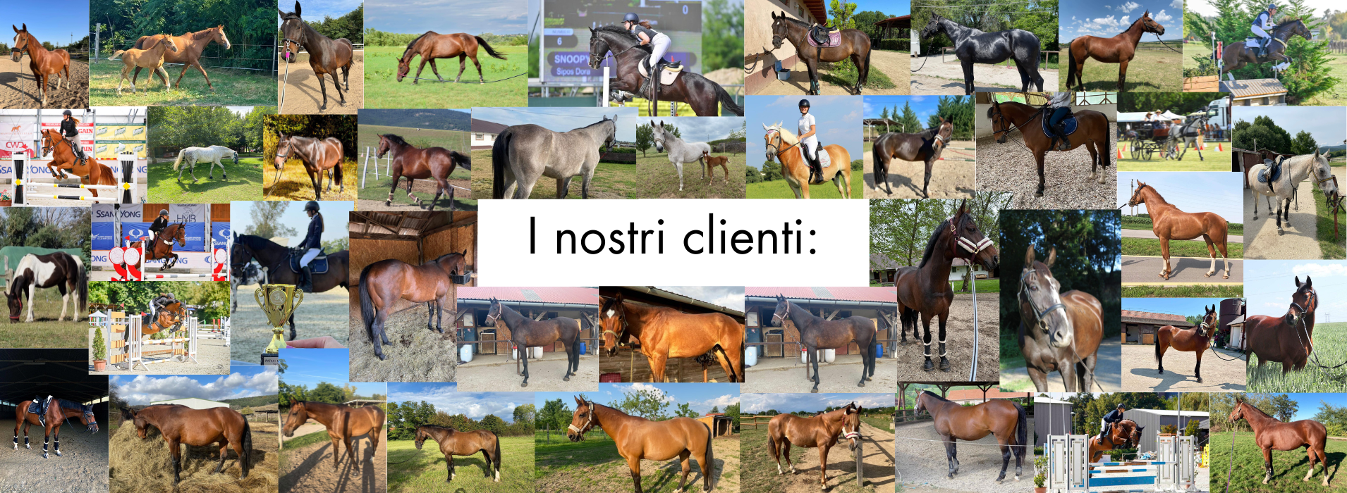 Meglio Horse - Lótápok és étrendkiegészítők természetesen