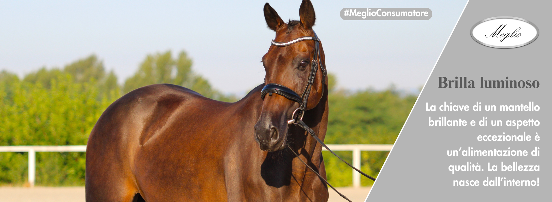 Meglio Horse - Lótápok és étrendkiegészítők természetesen