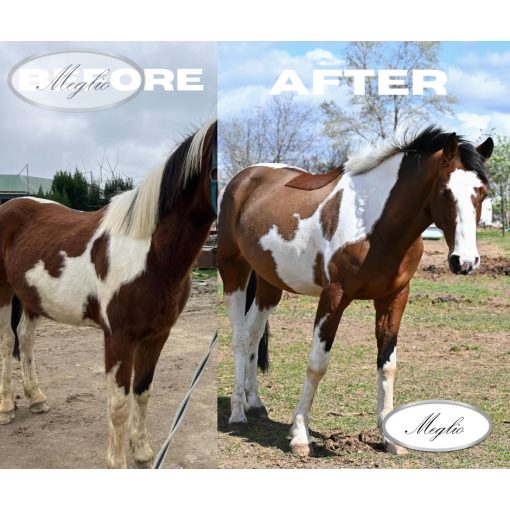 Air+Energy Premium Airway Cleaner Sporthorse Feed 20 kg