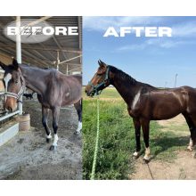 Top Condition Premium Sporthorse Feed 20 kg