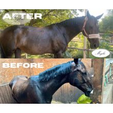 Top Condition Premium Sporthorse Feed 20 kg