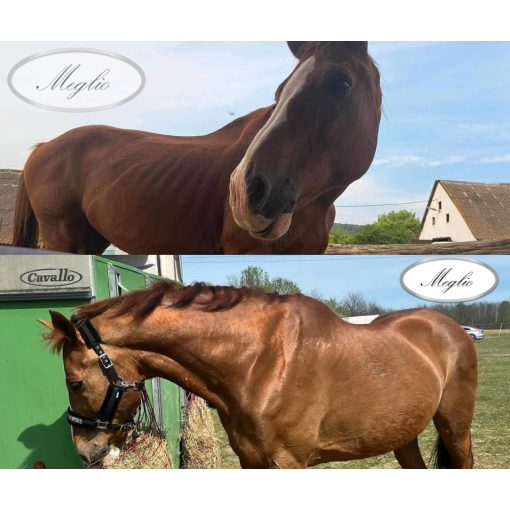 Top Condition Premium Sporthorse Feed 20 kg