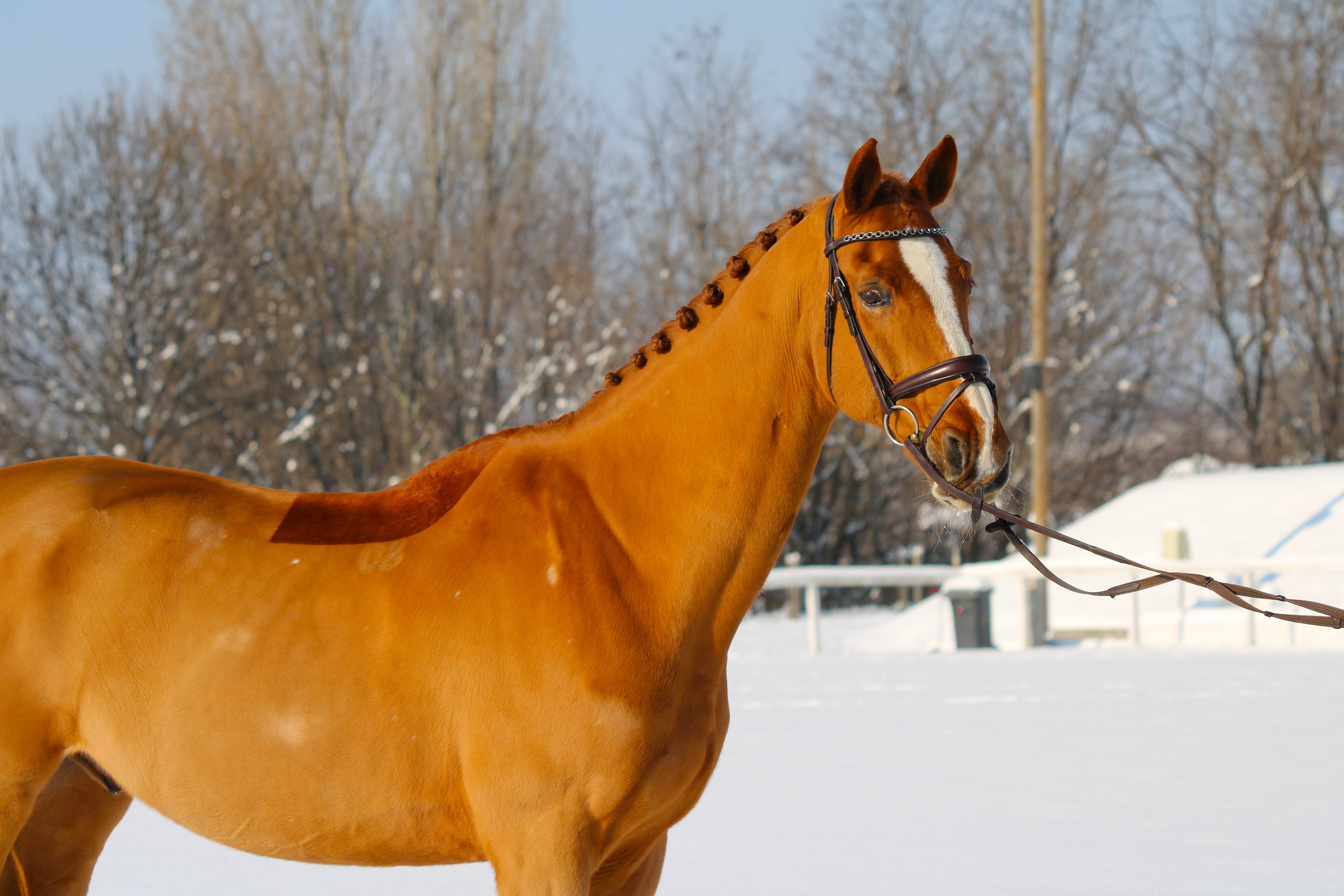 Téli lótakarmányozás tudatosan – hogyan támogassuk a lovakat a hideg hónapokban?