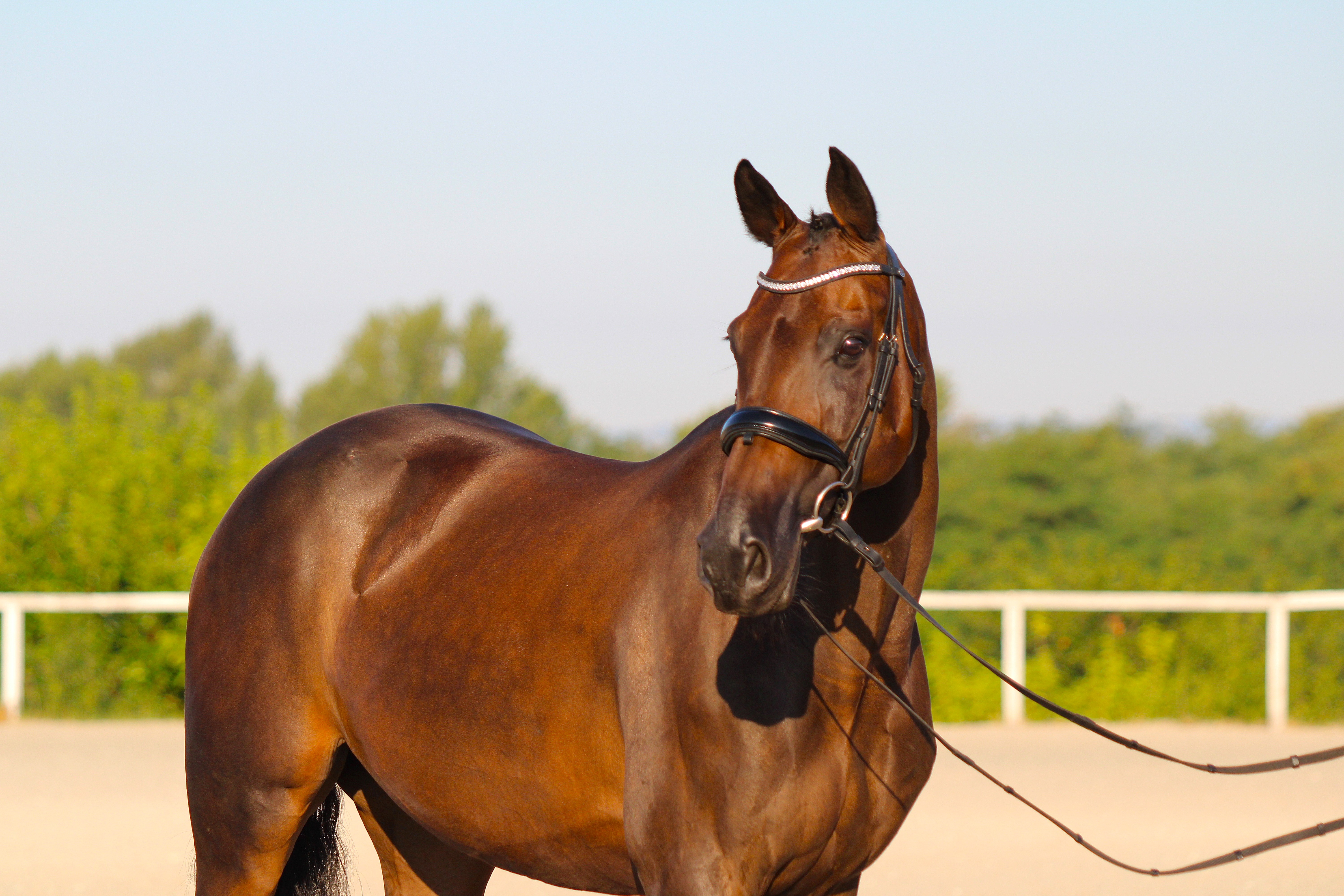 Sviatočné otváracie hodiny