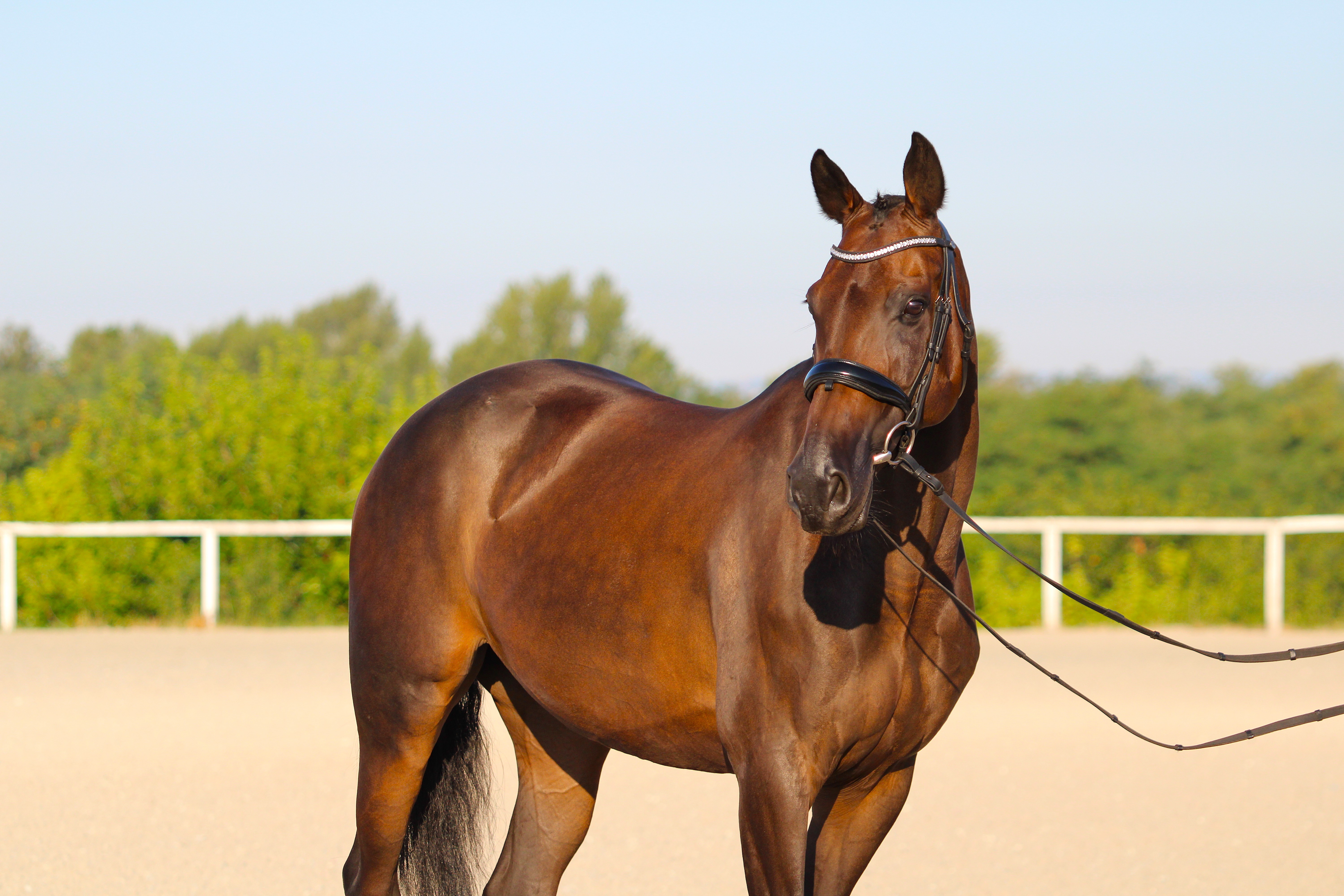 Čo sledovať v zložení a nutričných hodnotách krmiva pre kone? – Sprievodca pre vedomé kŕmenie