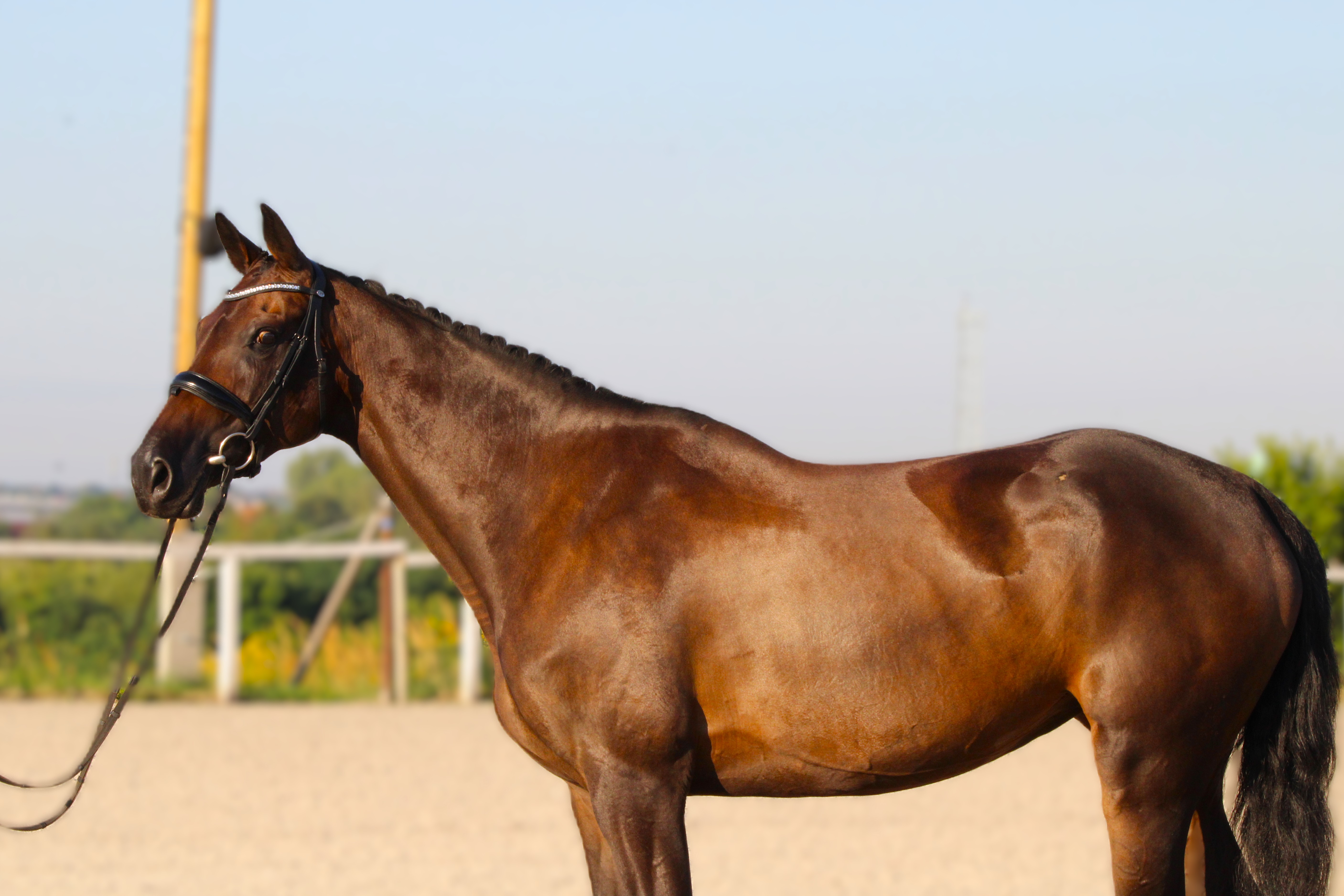 Miért nem elég a széna és a zab?