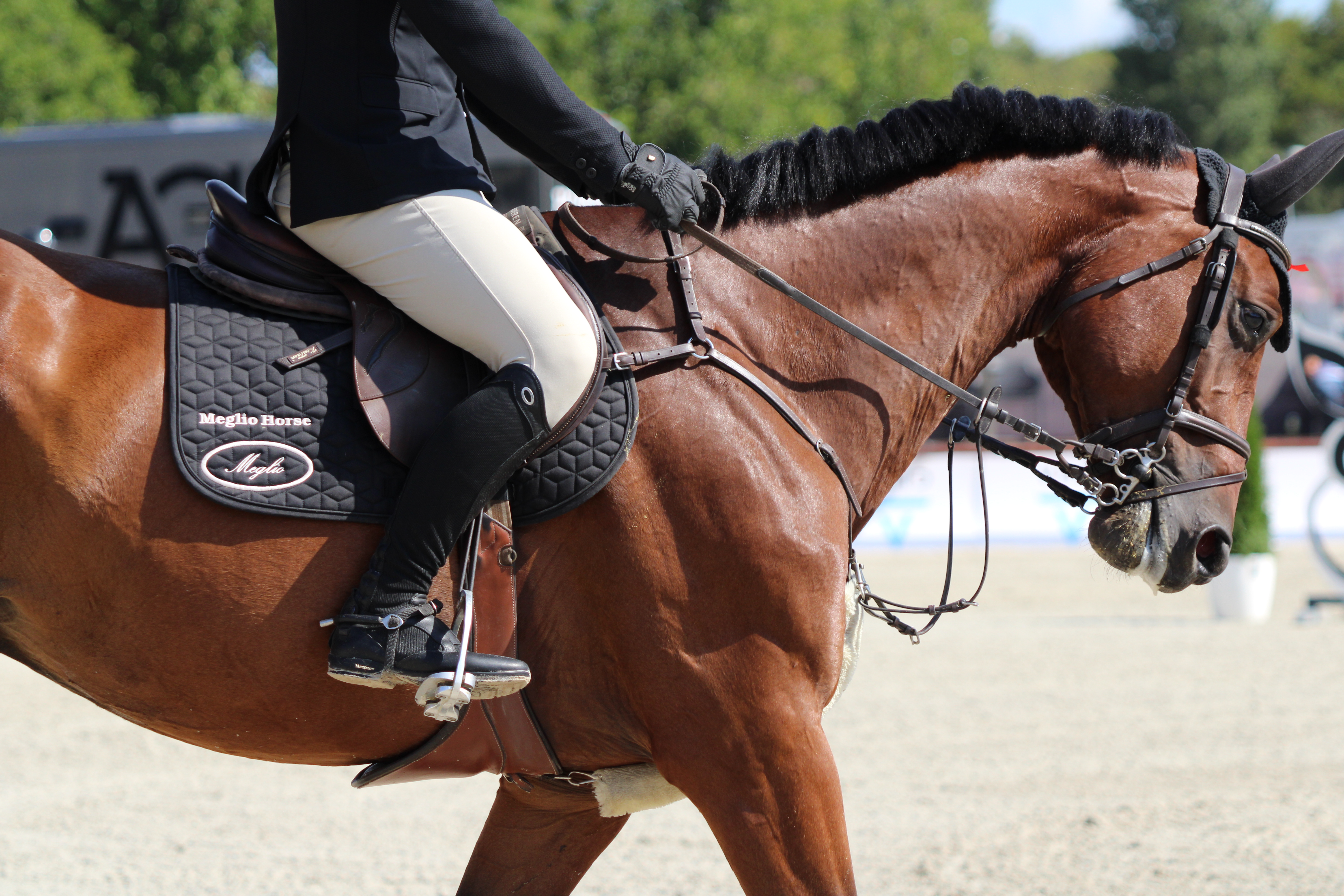 Equine Joints — A Comprehensive overview, common problems and how supplements can help