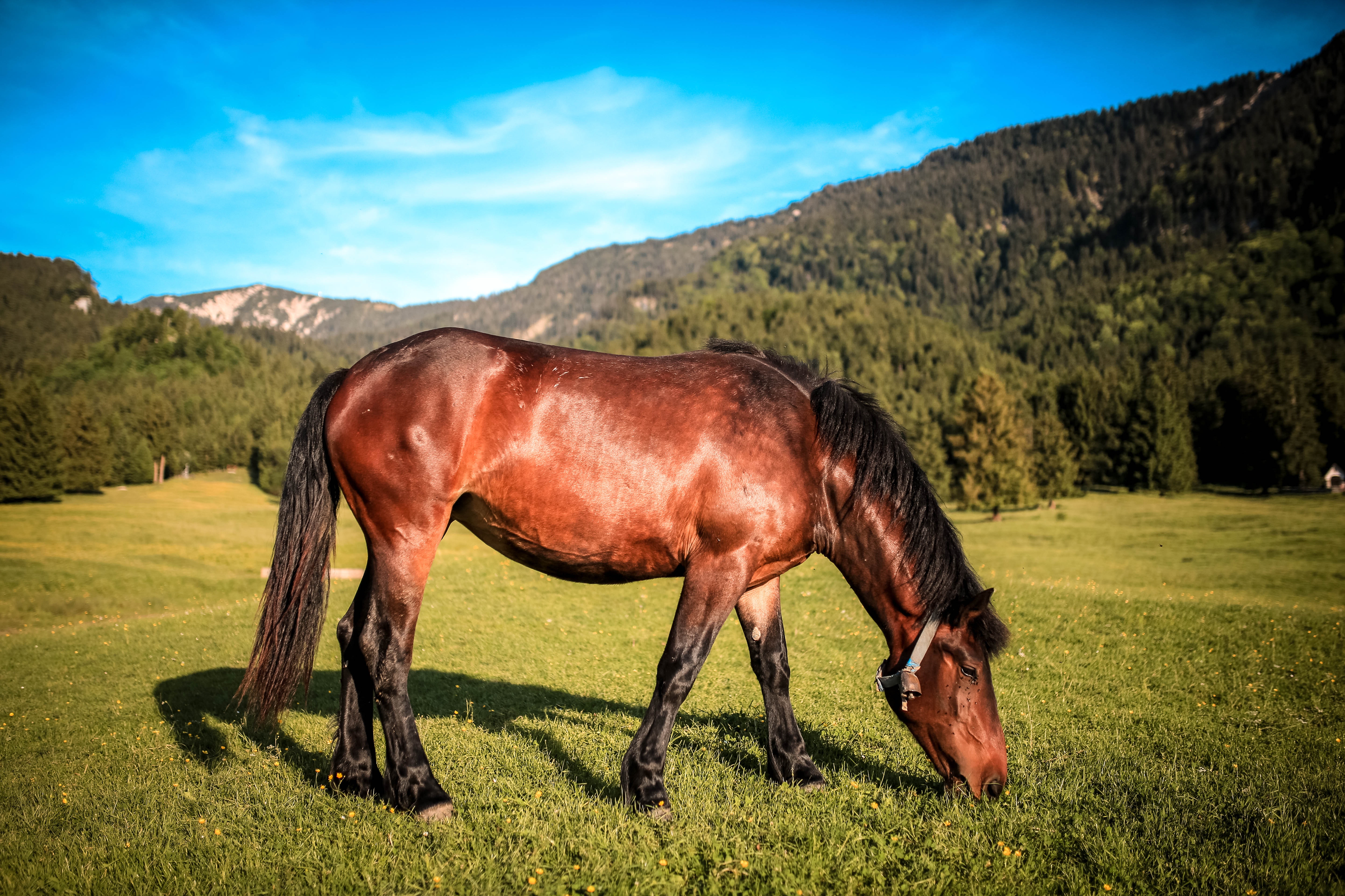 Miért fontos lovadnak a megfelelő rostmennyiség biztosítása?